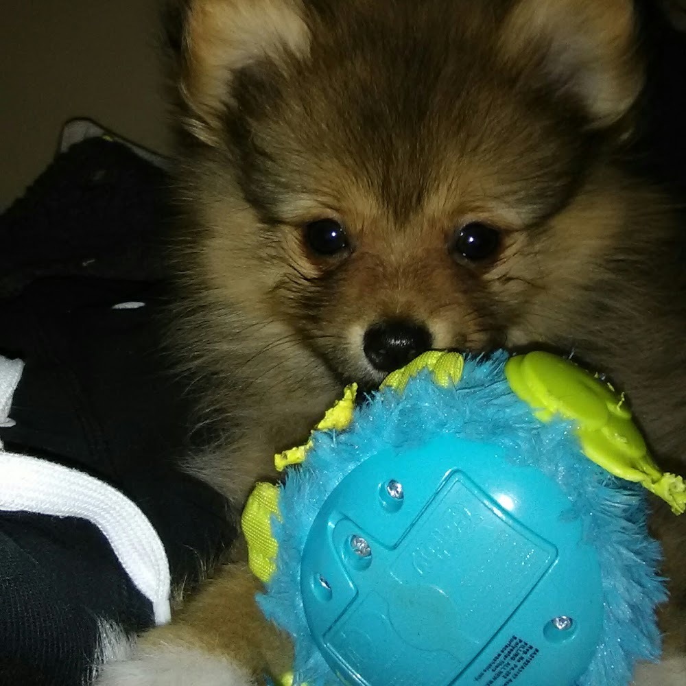 Meet your Posher, Autumn